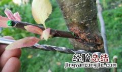 苹果树怎样嫁接什么时候嫁接 苹果树春季嫁接方法