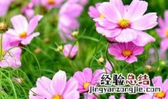 波斯菊种子怎么种植 波斯菊种子怎么种植到花盆