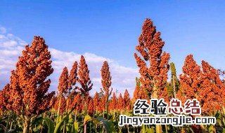 高粱脱粒方法 高粱脱粒方法是什么