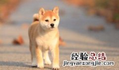 豆柴犬的饲养方法 豆柴犬的饲养方法和配方