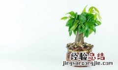 十大客厅风水植物 客厅镇宅招财旺人的植物