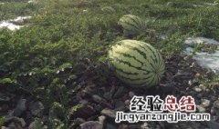 合成大西瓜两个西瓜合在一起是什么成语 合成大西瓜两个西瓜合在一起是什么