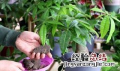 客厅放什么植物好风水 客厅放什么植物好风水又好养