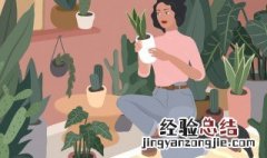 卧室放什么植物比较好 卧室放什么植物比较好的