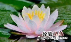 冬天怎样储存莲花 存储莲花怎么做