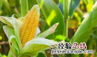 玉米可食用部分多少比例碳水含量 玉米可食用部分多少比例