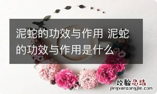 泥蛇的功效与作用 泥蛇的功效与作用是什么