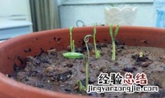 花盆种植底部如何处理排水 可以利用什么材料呢