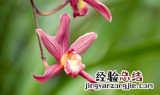 花中君子指的什么花 花中君子指什么花名