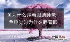 鱼为什么睁着眼睛睡觉 鱼睡觉时为什么睁着眼睛