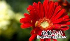 花朵怎么做香料 如何用花朵做香料