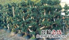 珍珠榕树种植方法图解 珍珠榕树种植方法