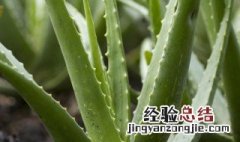 卧室里适合养什么花好呢 卧室里适合养什么花好