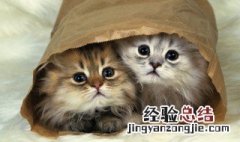 猫只吃猫粮可以吗 一个月的小猫只吃猫粮可以吗