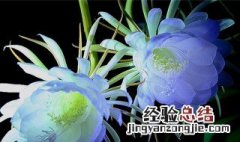 昙花有毒吗 昙花有毒吗适合在屋里养殖吗