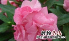 小时候染指甲的花叫什么名字 小时候染指甲的花是什么