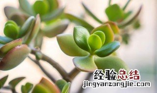 多肉燕子掌怎么养 燕子掌怎么养