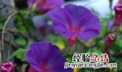 适合五月养的花 五月份养什么花最合适