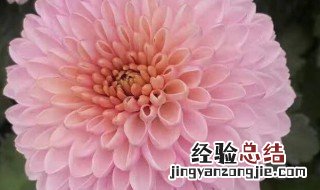 粉色球状菊花是什么名 粉色的菊花代表什么意思?