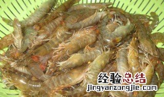 基围虾活的怎么保存 活基围虾的保存方法介绍