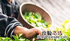 茶树的种植方法 茶树的种植方法与管理