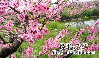 山桃草花语 山桃