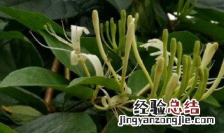 忍冬花长什么样子? 忍冬花的花语是什么