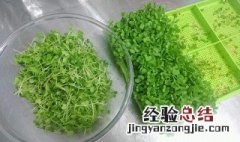 豆苖的养殖方法 怎样种豌豆苗