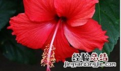 家中养扶桑花好吗 家里养扶槡花好吗