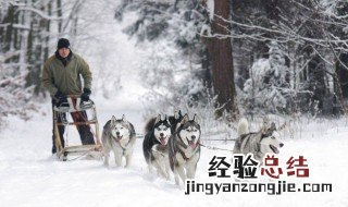 雪橇犬有哪些狗 雪橇犬有哪些