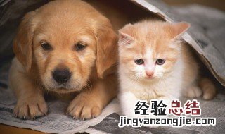 成猫吃幼猫粮吗 成猫吃幼猫粮好吗