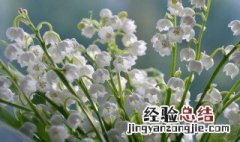 铃兰的花语是什么 铃兰的花语是什么意思