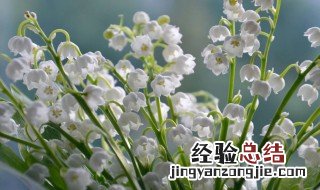 铃兰的花语是什么 铃兰的花语是什么意思