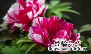 牡丹花茶属于什么茶类 牡丹花茶属于什么茶