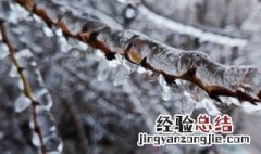 冻雨和雪有什么区别 冻雨和冻雪的区别