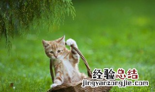 猫咪不吃猫粮可以吗 猫咪不喂猫粮可以吗