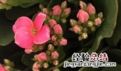 长寿花春天浇水的正确方法视频 长寿花春天浇水的正确方法