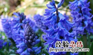 风信子的花语和象征意义是什么 风信子的花语和寓意是什么