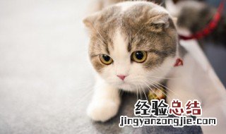 小猫几个月可以吃干猫粮 猫咪几个月可以吃干猫粮