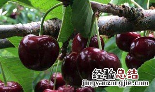 黑樱桃种植方法 黑樱桃种植方法是什么