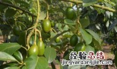 牛油果大面积种植方法视频 牛油果大面积种植方法