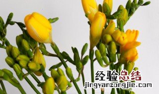 香雪兰是什么花寓意是什么 香雪兰是什么花