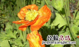 窑栗花图片 窑栗花的花语是什么