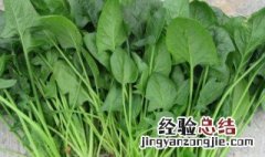 南方露天菠菜种植方法和时间图片 南方露天菠菜种植方法和时间