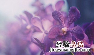 花中君子指的是什么兰什么菊 花中君子是指兰花吗