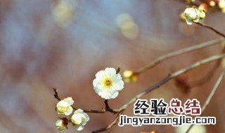 立春节气的优美祝福文案句子 立春节气的优美祝福文案句子短句