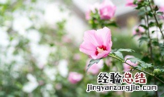 木槿养家中要注意什么? 木槿养家中要注意什么问题