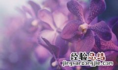 兰花什么季节开花 兰花什么季节开花,什么季节施肥