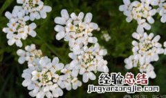 什么是常青花语 什么是常青花语的意思