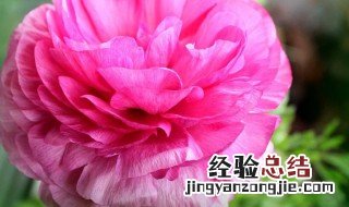 花毛茛什么季节开花 花毛茛什么季节种植